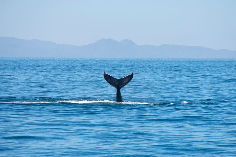 Wale spülen Bitcoin (BTC) nach oben Ein Wal schwimmt im Meer