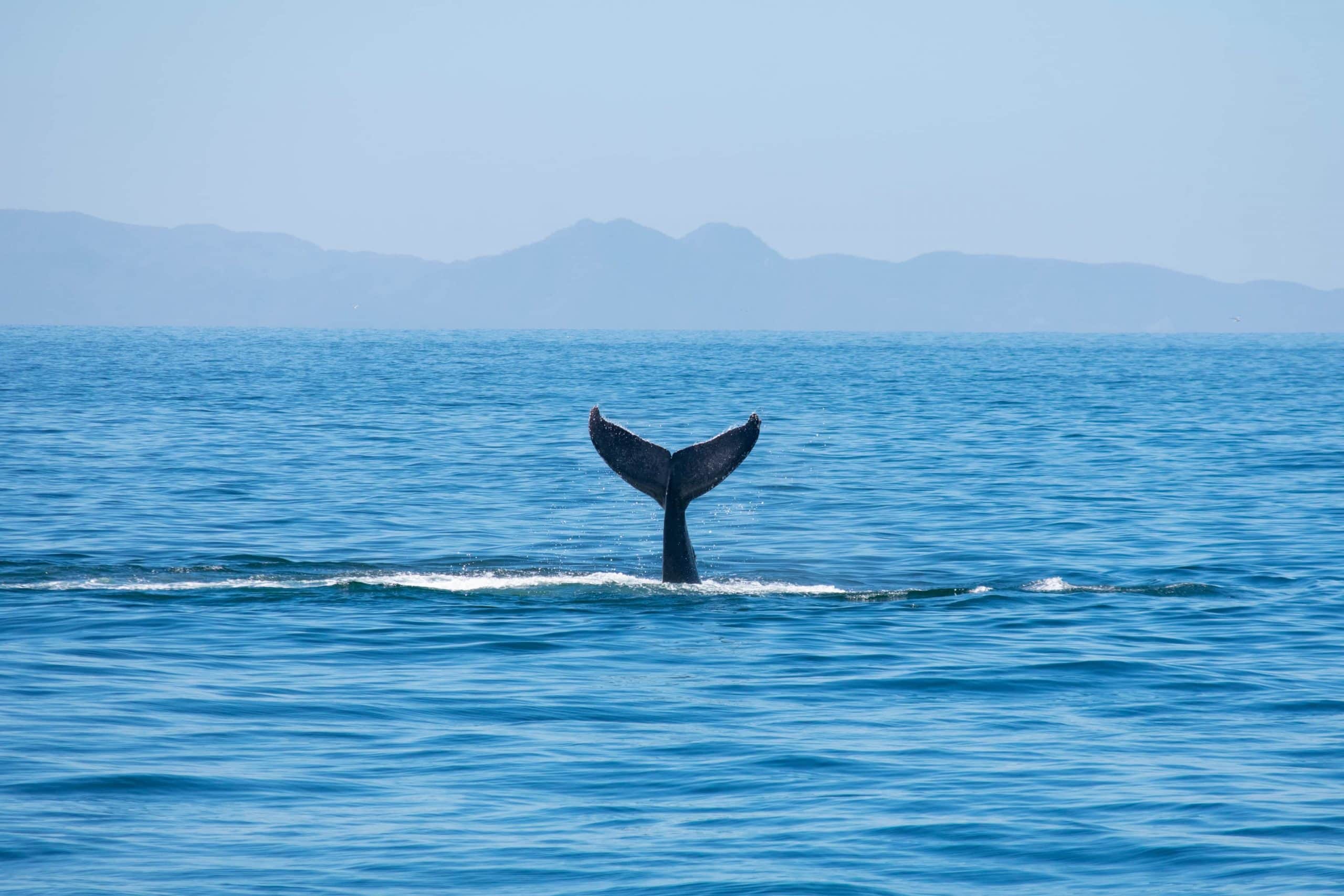 Ein Wal schwimmt im Meer