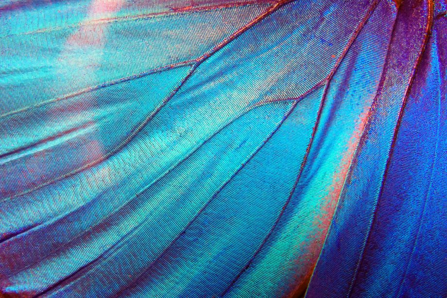 Ein neuer Anlauf für DeFi: Wing startet mit innovativem Geschäftsmodell Ein Schmetterlingsflügel in der Nahaufnahme.