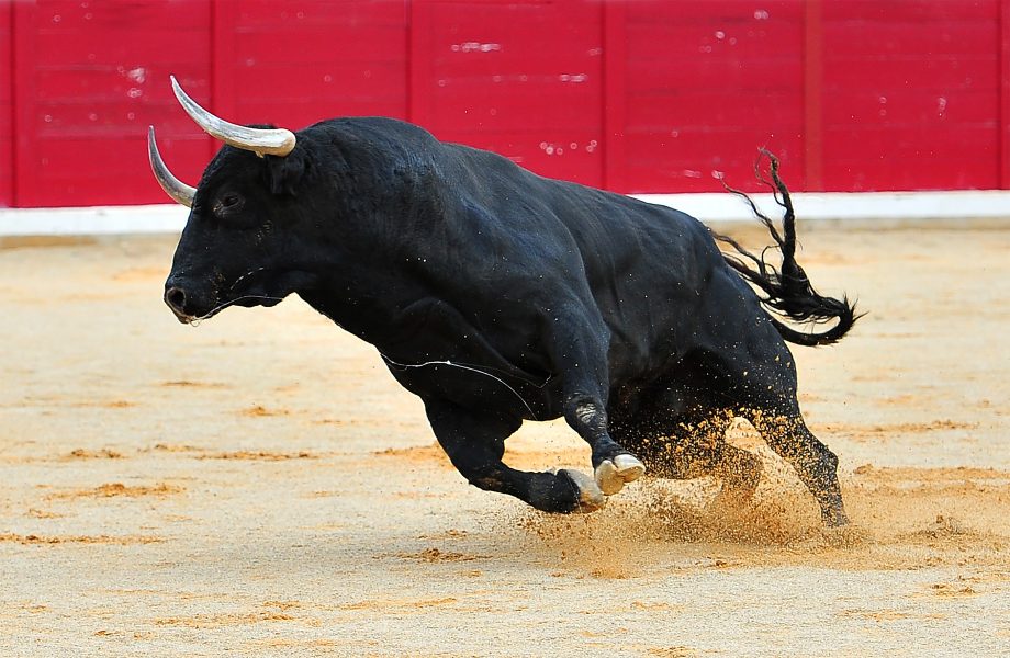 Börsennotierte Bullenherde treibt Bitcoin-Kurs (BTC) voran Bulle in Arena