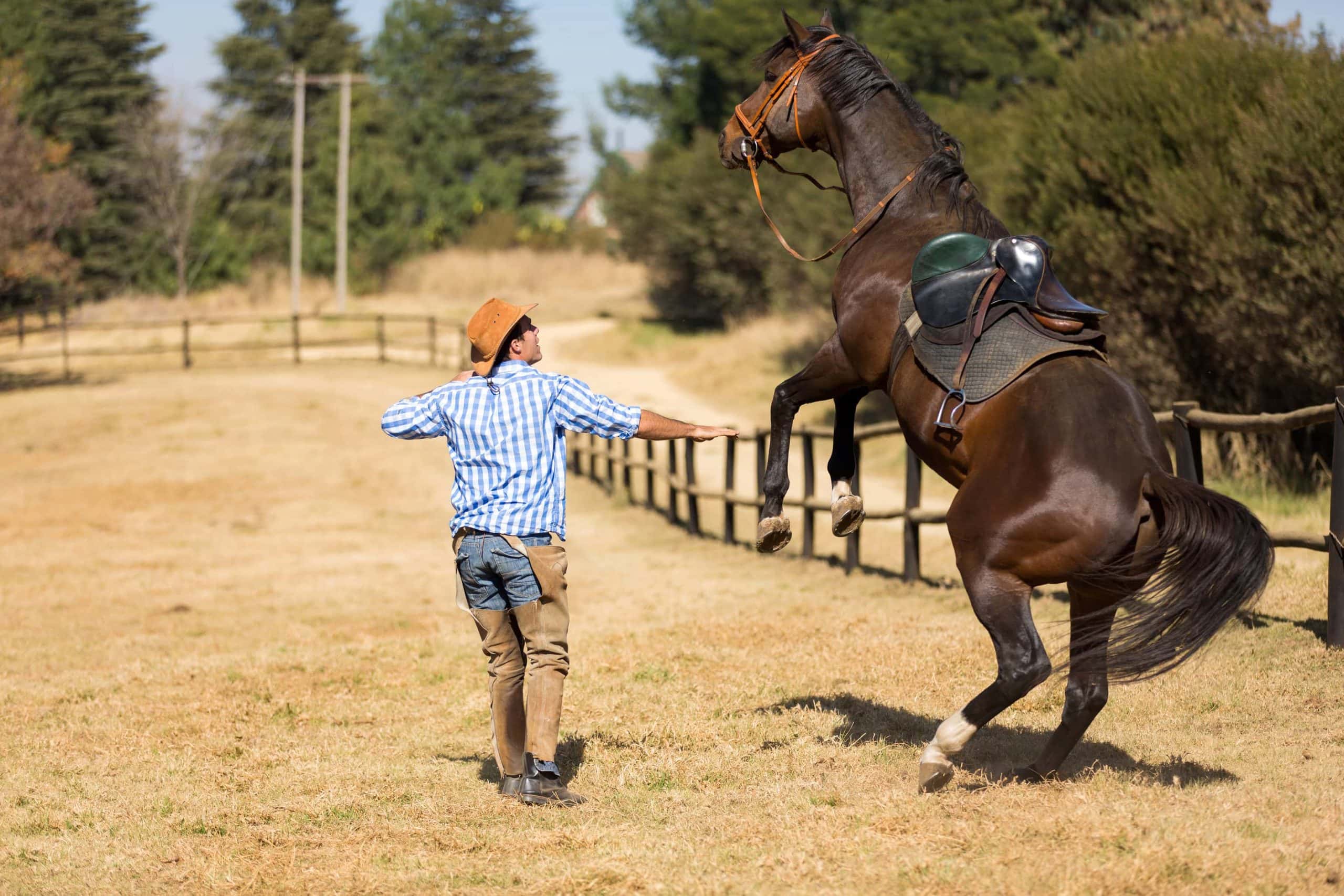 Mann zähmt wildes Pferd