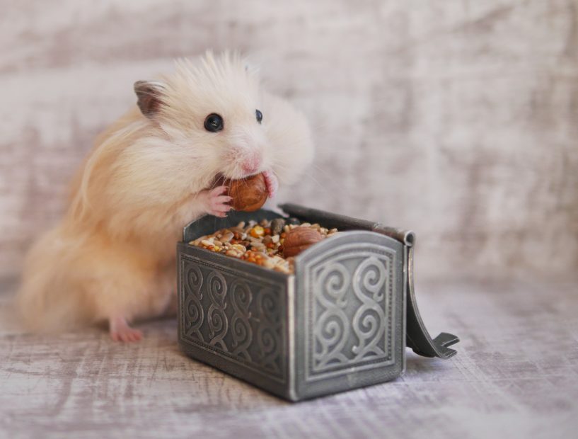 Das große Warten: Bitcoin-Anleger im Hamstermodus Hamster isst eine Haselnuss