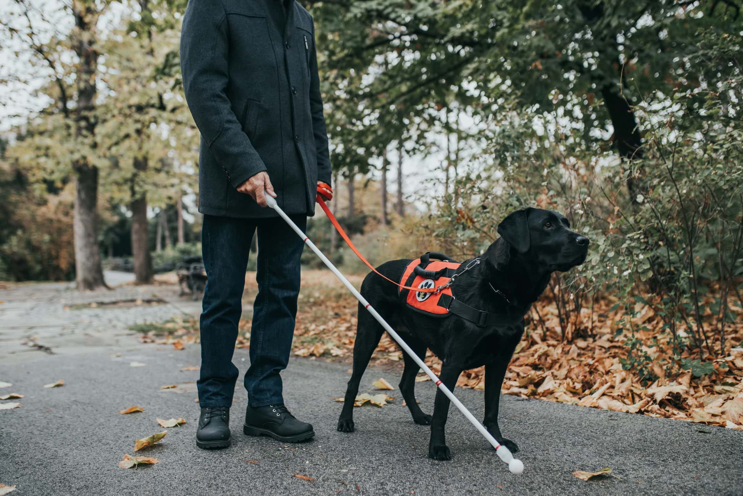 Blindenführhund führt einen Blinden