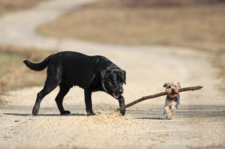 Ethereum-Kurs (ETH) wächst 2020 stärker als Bitcoin (BTC) Ein kleiner Hund mit Stock im Maul überholt einen deutlich größeren Hund auf einem Feldweg