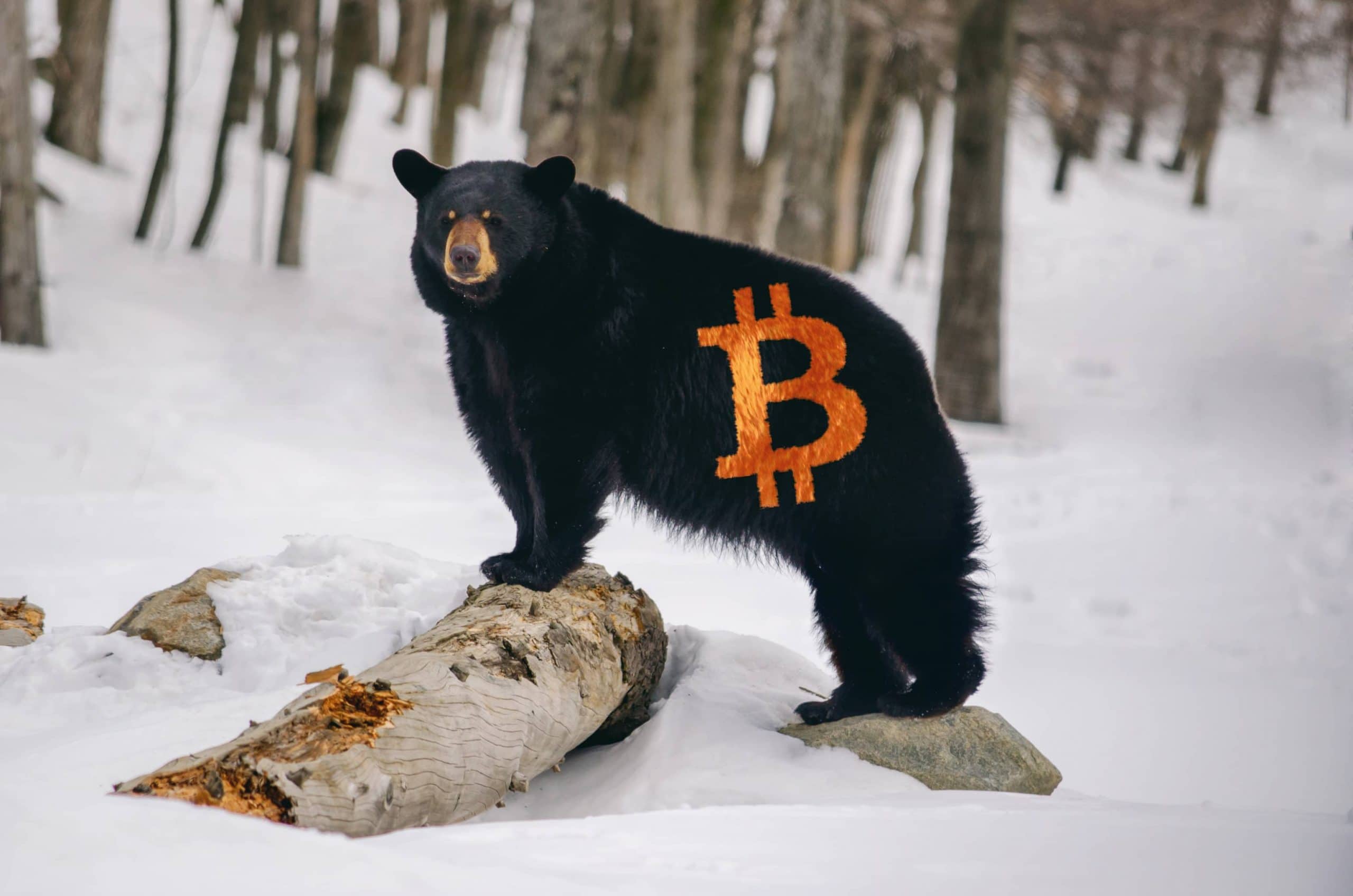 Bär mit Bitcoin-Logo steht auf einer Schneefläche