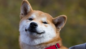 Shiba Inu freut sich