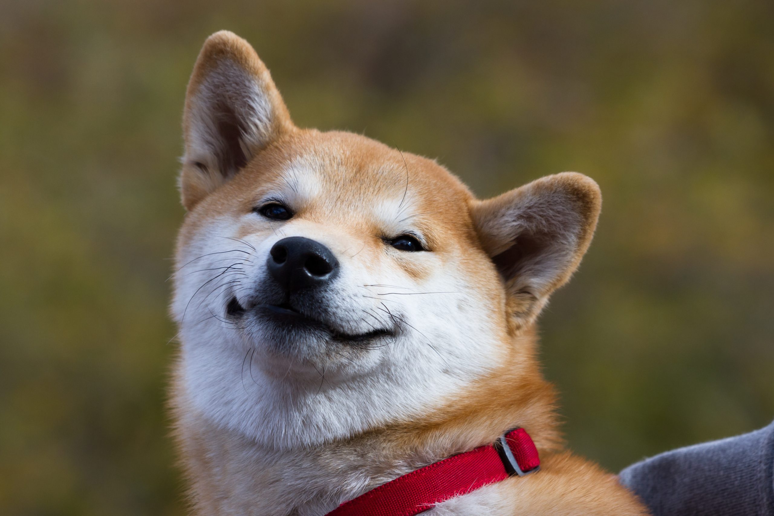 Shiba Inu freut sich