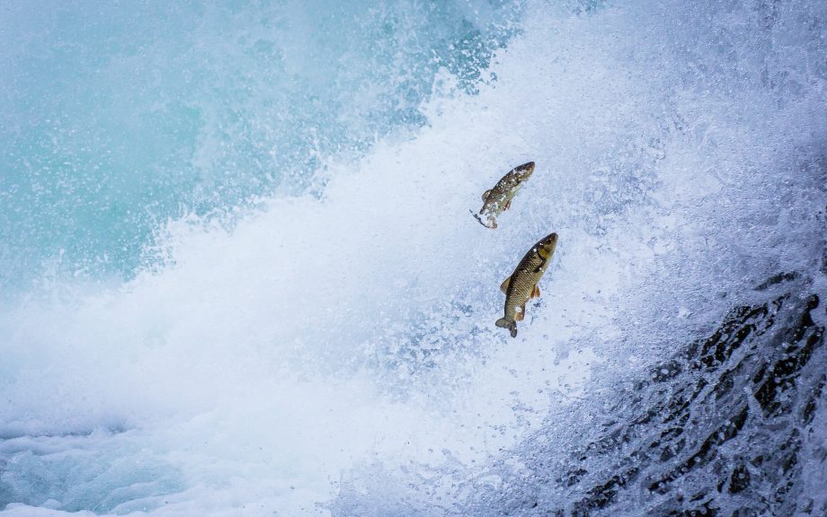 Gegen den Strom: PundiX, BitTorrent und Filecoin trotzen dem Abverkauf Forellen springen stromaufwärts (Symboldild PundiX, BTT, Filecoin)