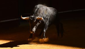 Ein Stier scharrt mit den Hufen, bereit loszustürmen.