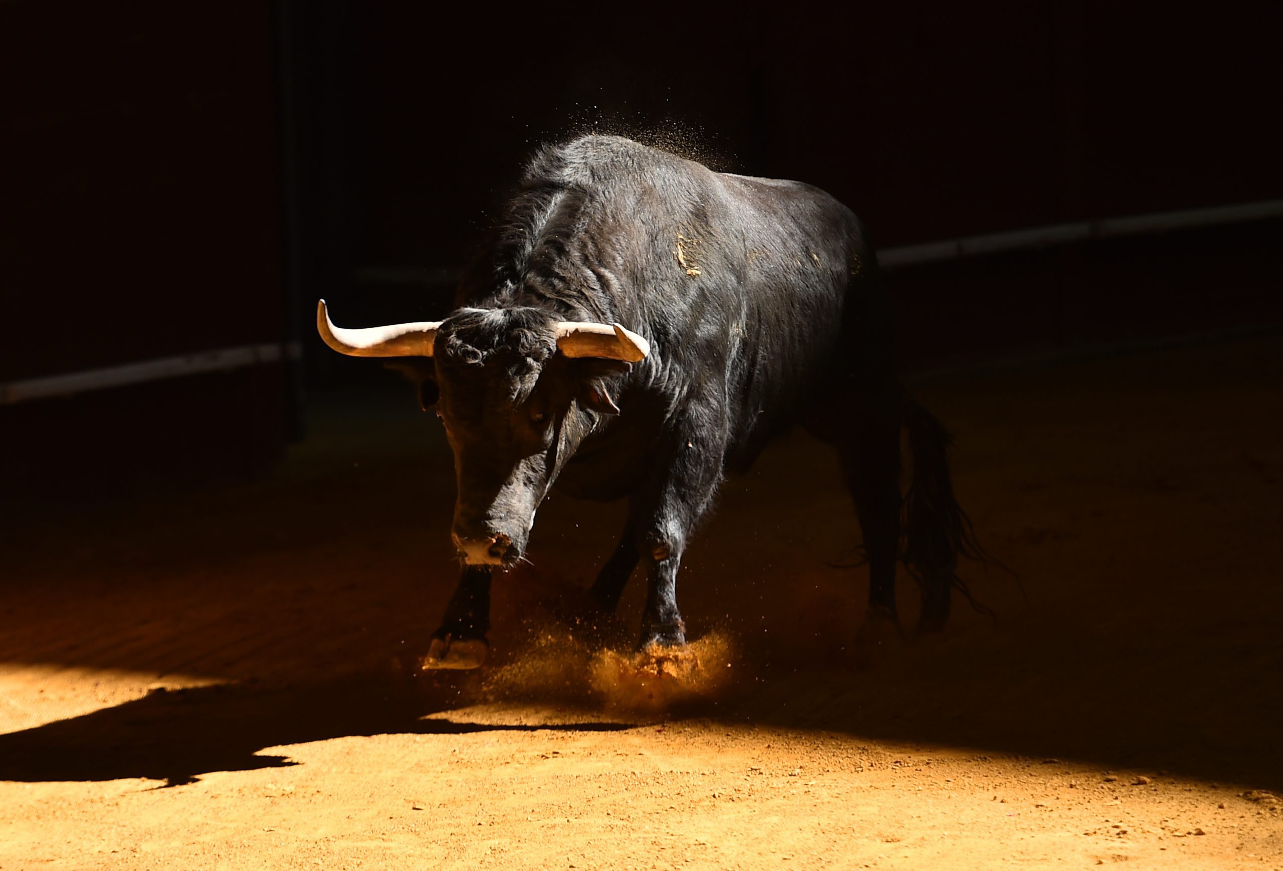 Ein Stier scharrt mit den Hufen, bereit loszustürmen.