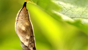 Ein Konkon hängt von einem Blatt herunter. Darin befindet sich ein Schmetterling.