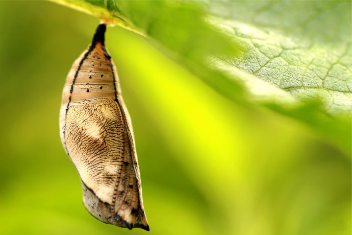 Ein Konkon hängt von einem Blatt herunter. Darin befindet sich ein Schmetterling.