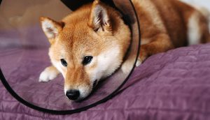 Doge