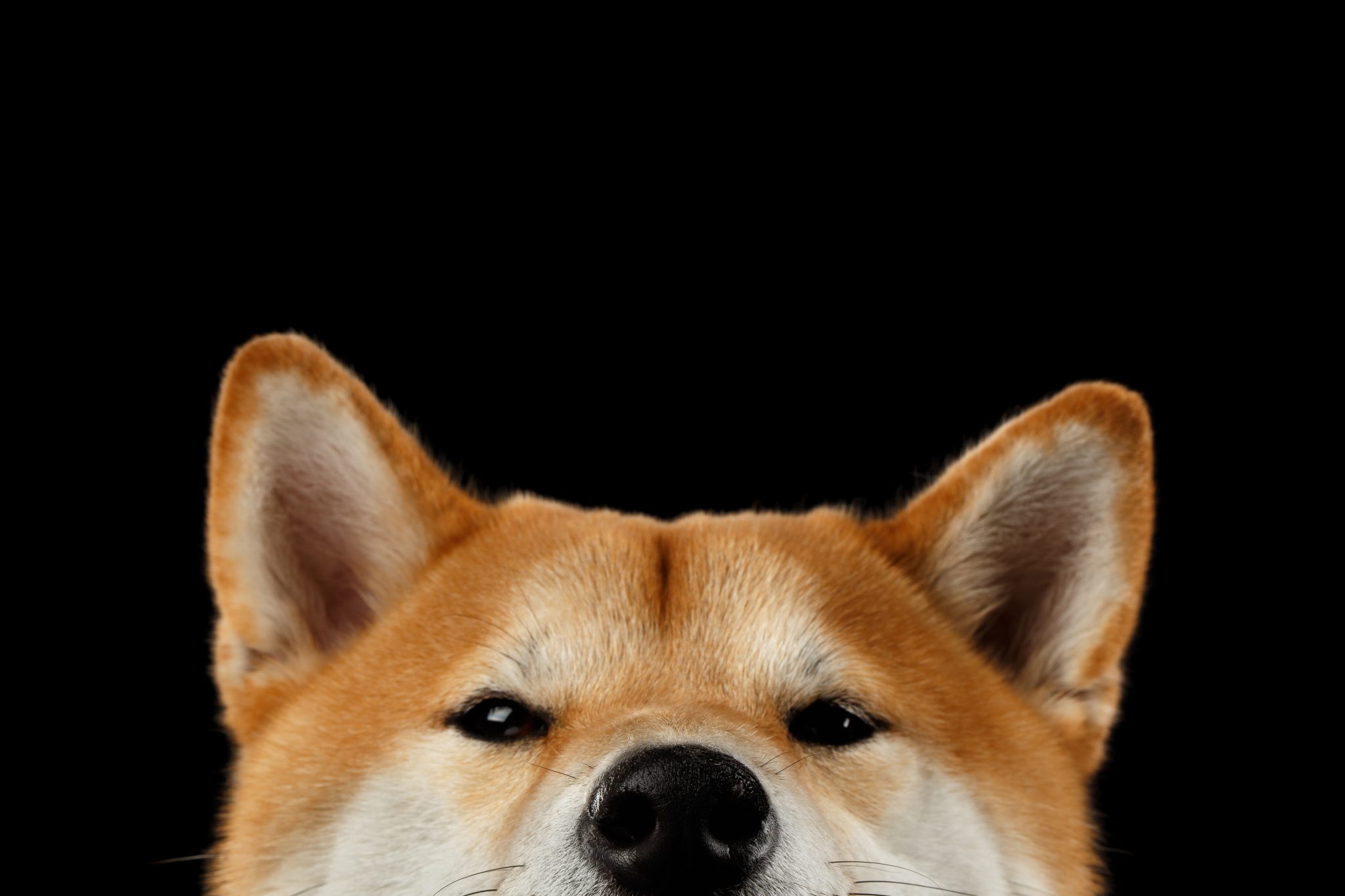 Shiba Inu Coin Prognose 1 Euro