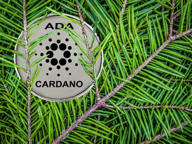 Cardano-Münze von Zweigen bedeckt