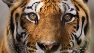 Tiger guckt in die Kamera