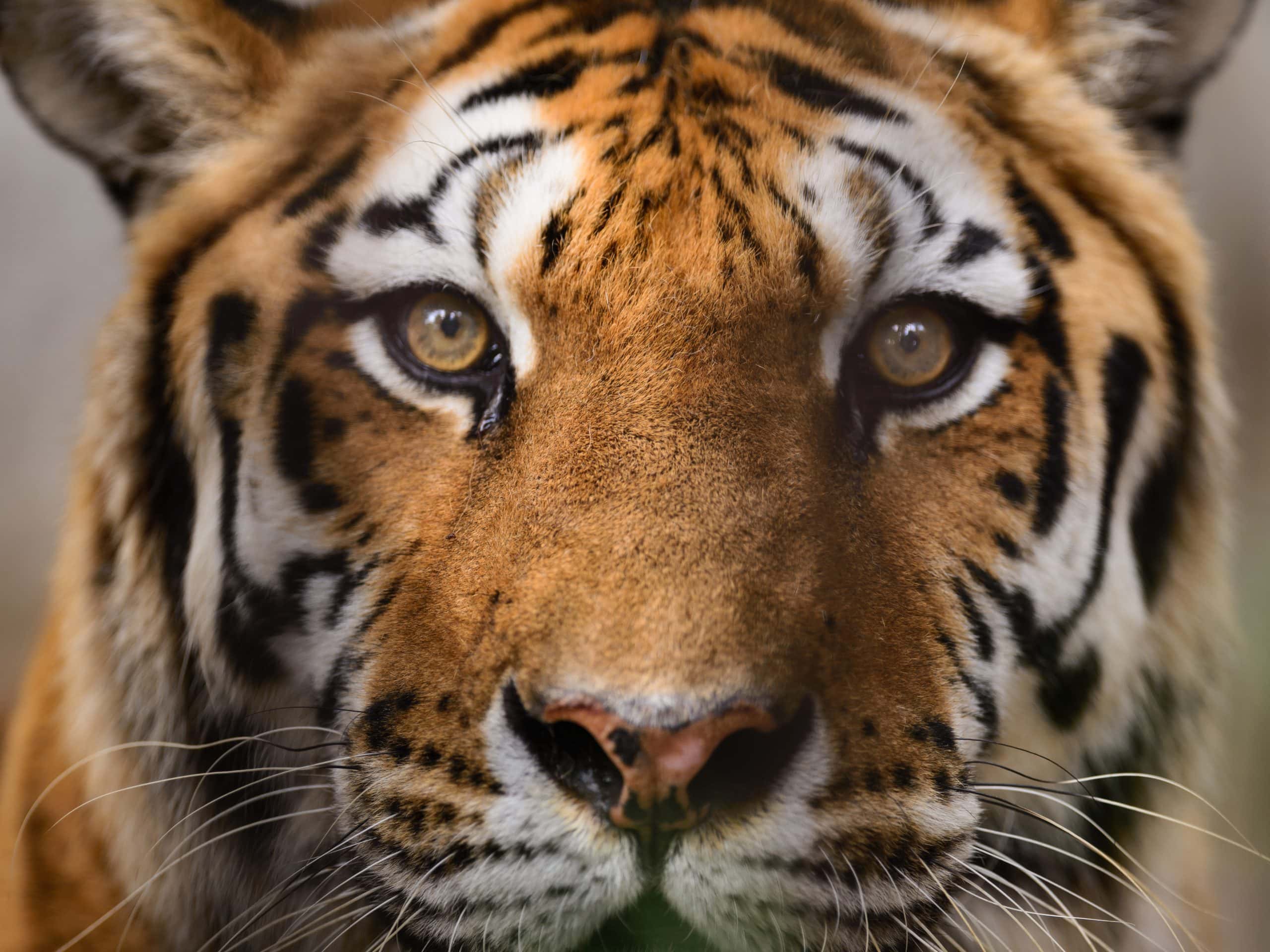 Tiger guckt in die Kamera