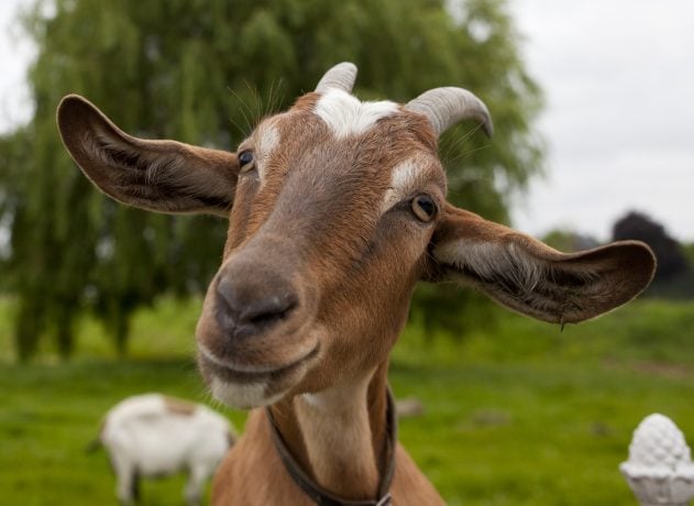 Memecoin GOAT