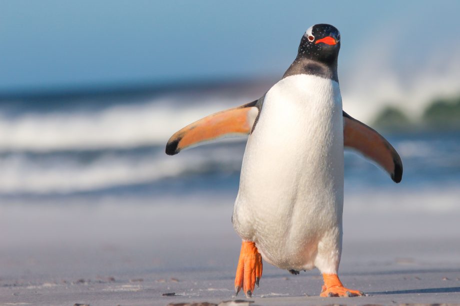 NFT Newsticker: Kinguin launcht eigene NFT-Plattform für Gaming Ein Pinguin läuft in durch eine eisige Landschaft.