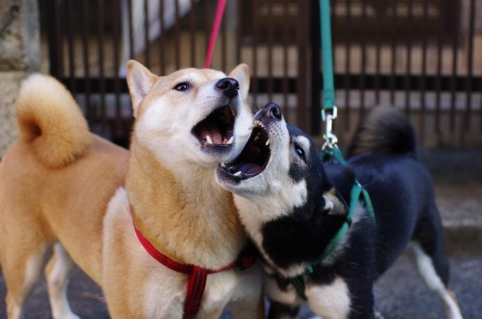 Dogecoin vs SHIB (symbolbild)