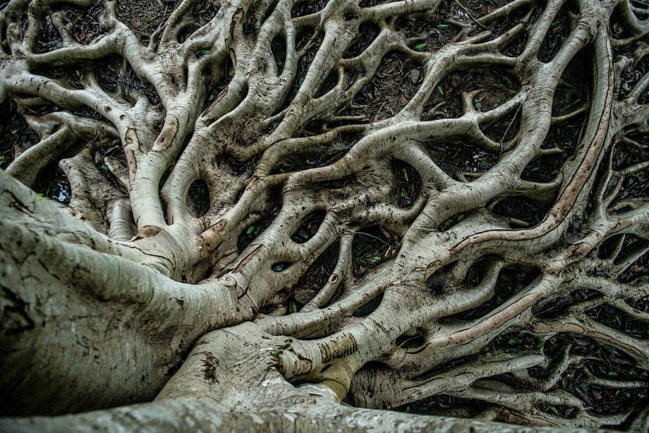 Auf der Zielgeraden: Diese Bitcoin-Miner unterstützen Taproot Wurzeln eines Baumes.