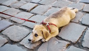 Hund an der Leine