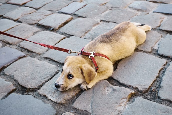 Hund an der Leine