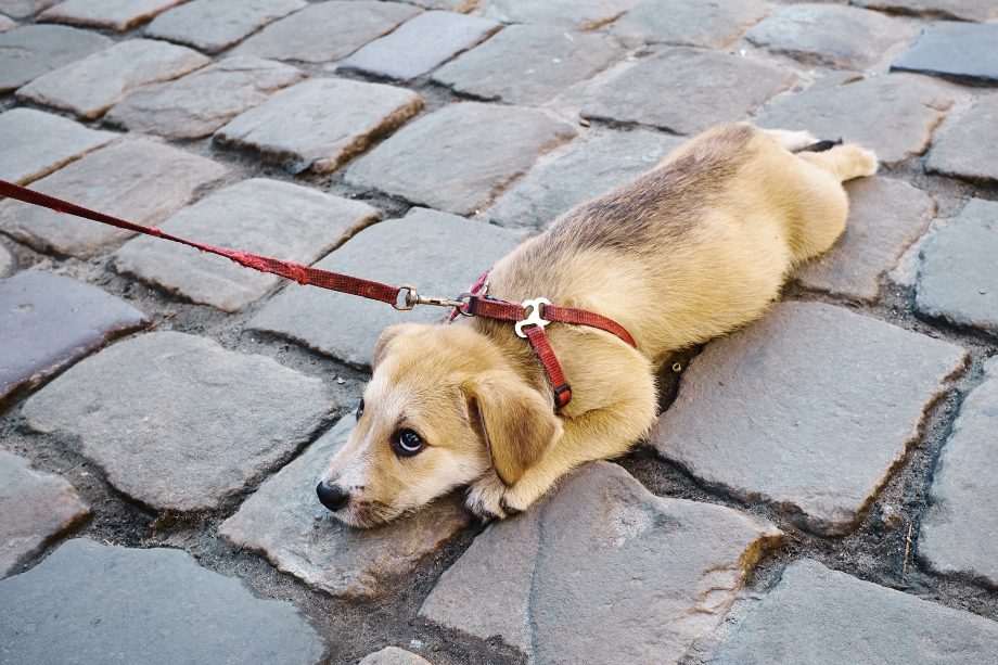 Hund an der Leine