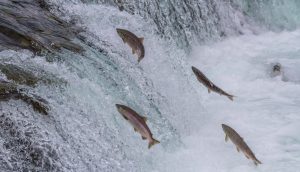 Ein Gruppe von Lachsen schwimmt gegen den Strom.