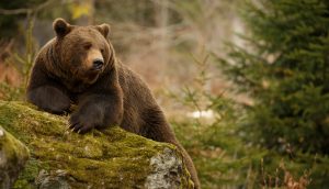 Bearishe Bitcoin-Blase