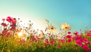 Sommer