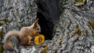 Ein Eichhörnchen hodlt einen Bitcoin