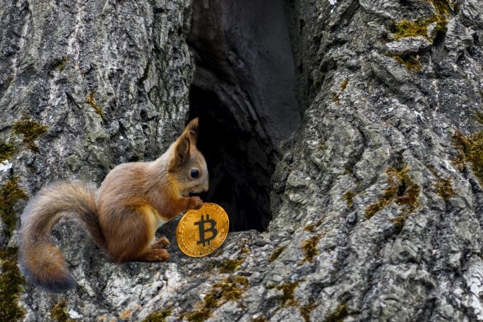 Ein Eichhörnchen hodlt einen Bitcoin