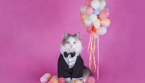 Katze im Sacko mit Luftballons