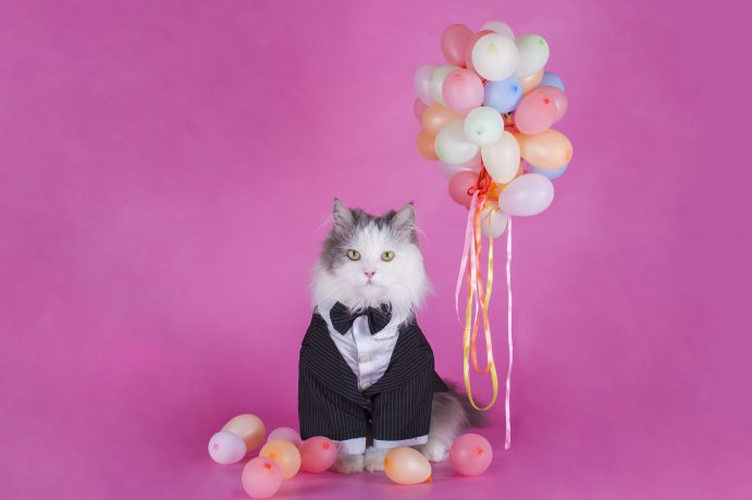 Katze im Sacko mit Luftballons