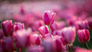 Tulpen