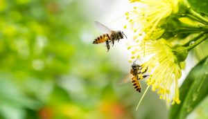 Zwei Bienen bestäuben eine gelbe Blume.