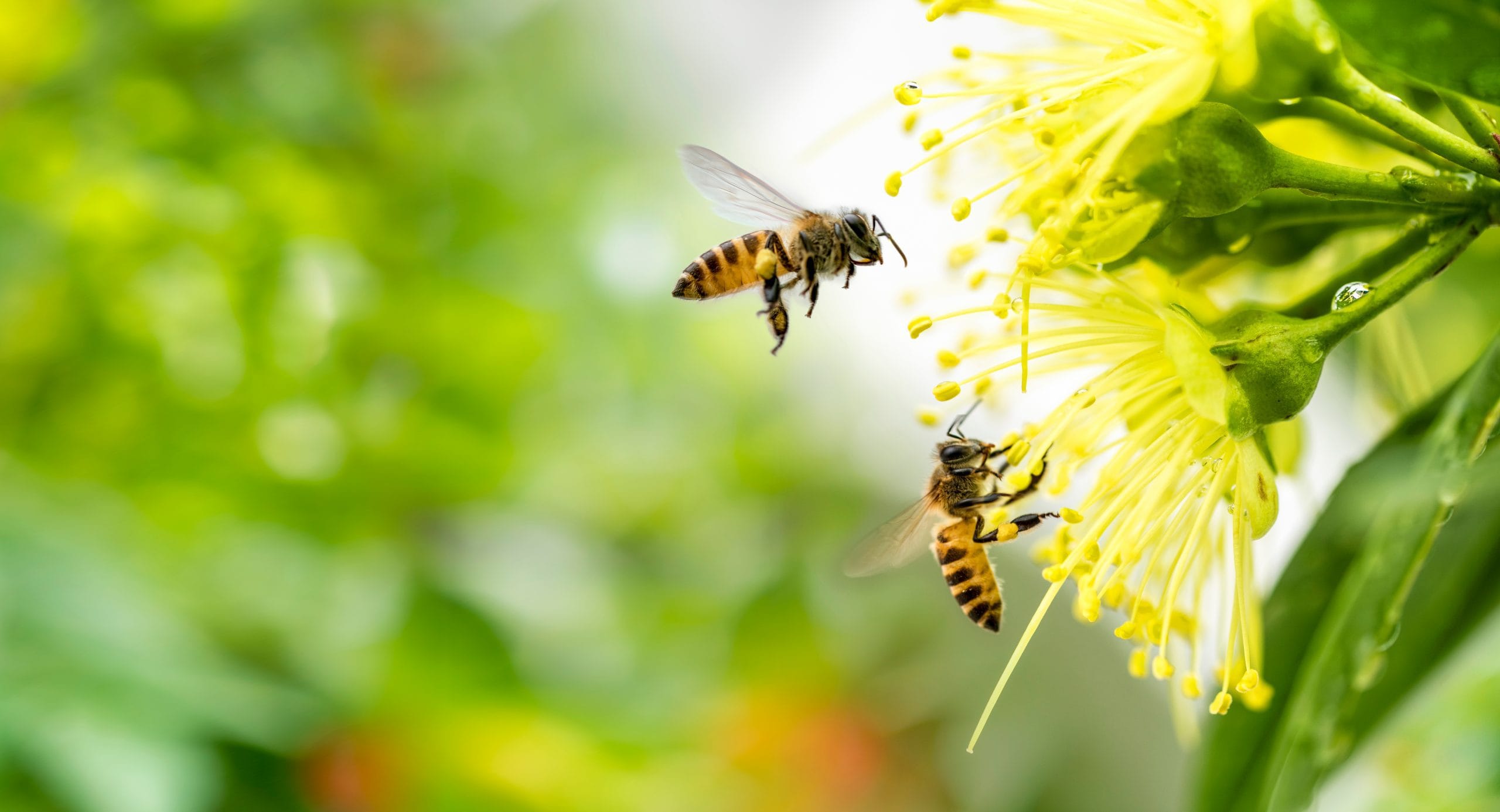 Zwei Bienen bestäuben eine gelbe Blume.