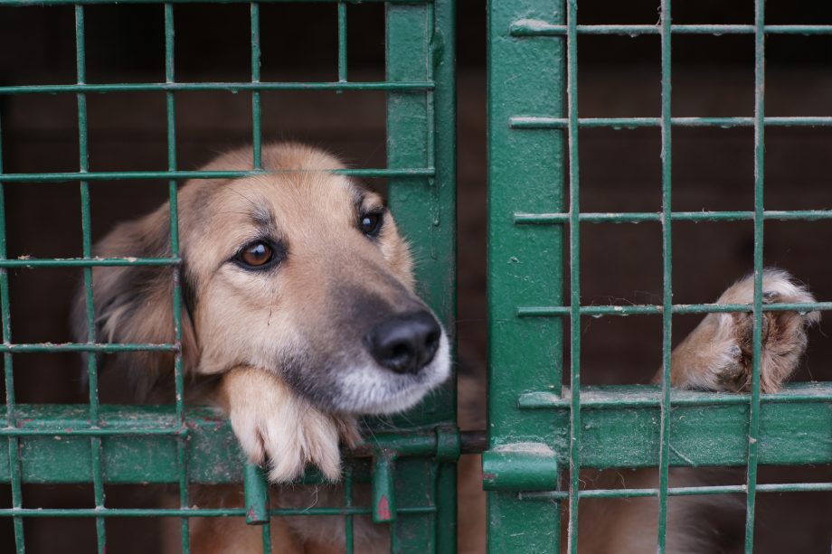 DOGE-nations: US-Tierschützer akzeptieren Krypto-Spenden Hund im Käfig