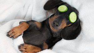 Relaxter Hund mit Gurkenmaske