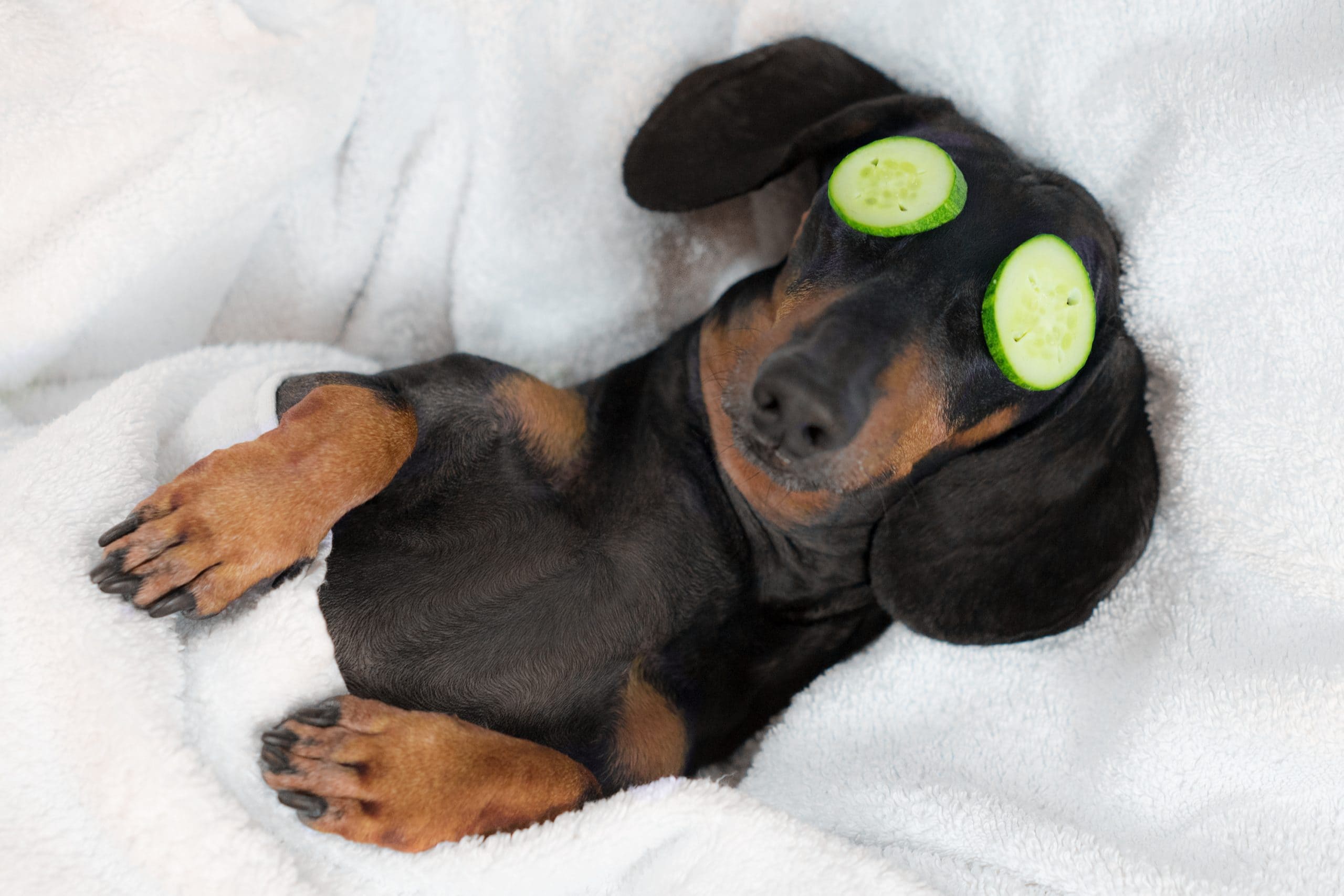 Relaxter Hund mit Gurkenmaske