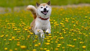 Doge