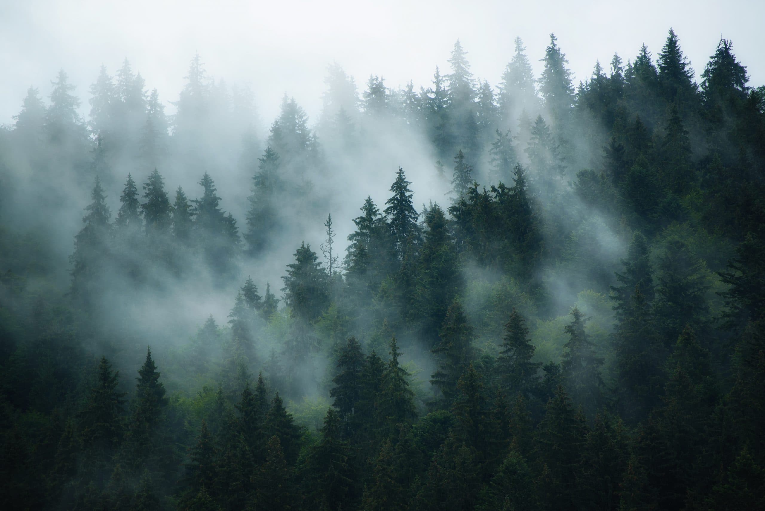 Wald im Nebel