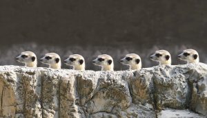 Erdmännchen laufen hinter einem Stein