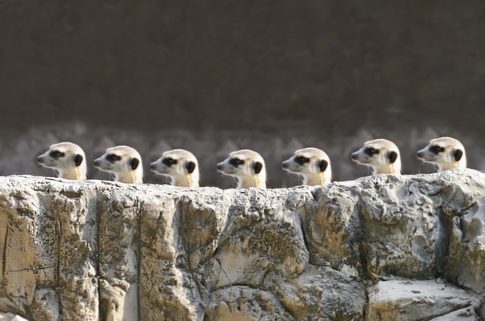 Erdmännchen laufen hinter einem Stein