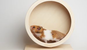 Hamsterrad