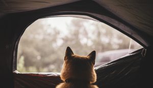 Hund schaut aus dem Fenster