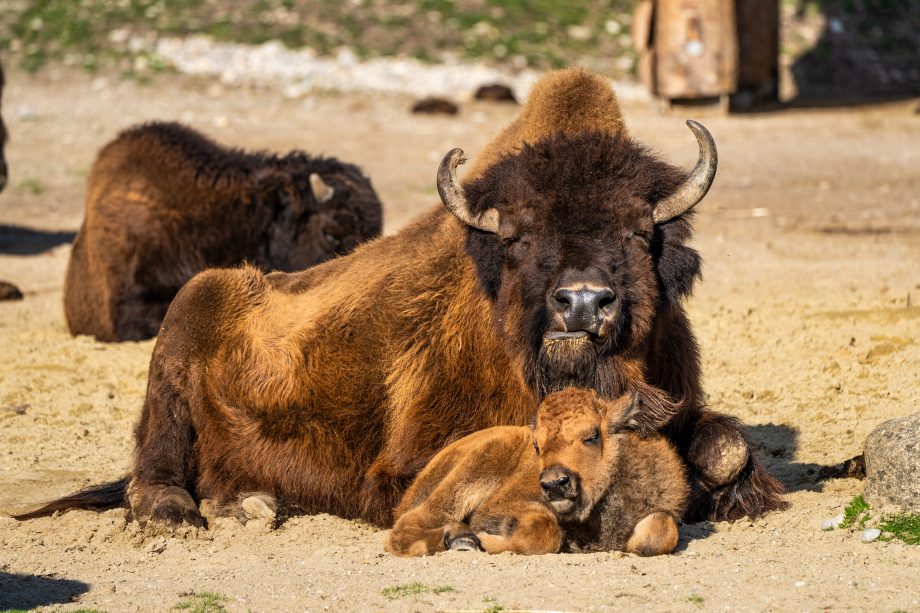 Will Charles Hoskinson sich selbst abschaffen? | BTC-ECHO Ein großes Bison mit seinem Kalb liegen auf dem Boden