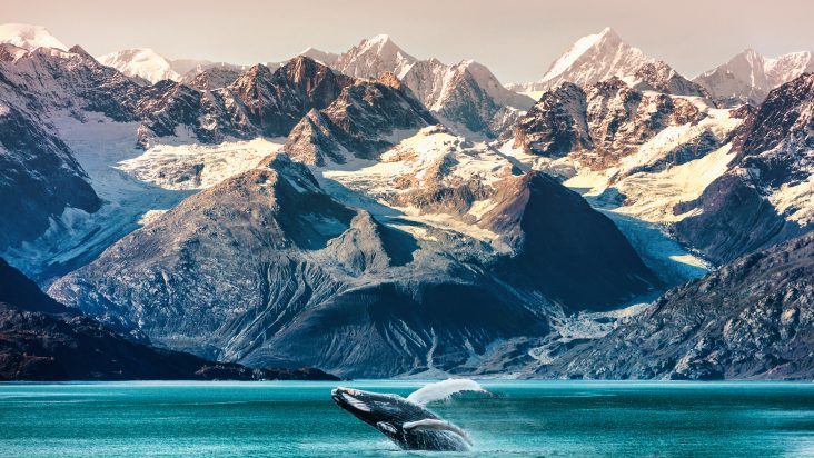 Ein Walfisch in Alaska.