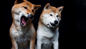 Zwei Shiba Inu Hunde